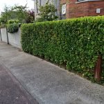 hedge-from-outside